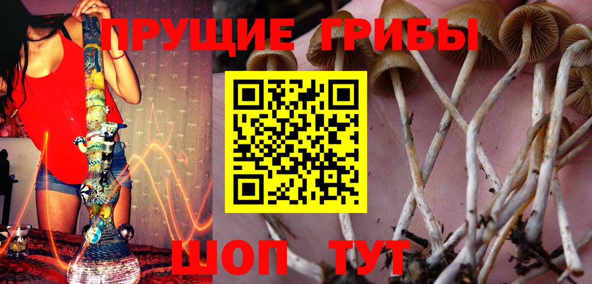 Галлюциногенные грибы Psilocybe  Вход с VPN  что такое   Галлюциногенные грибы Psilocybine cubensis  Десногорск 